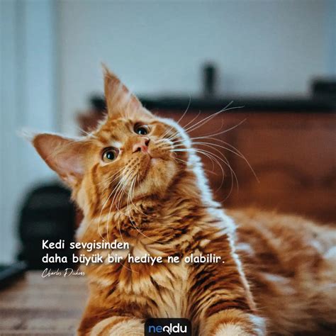 Kedi dostluğu sözleri